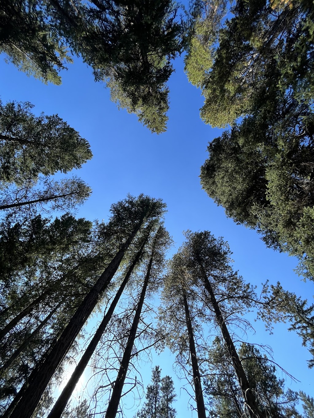 Mountain Shadows Campground | 606 Sparwood Dr, Sparwood, BC V0B 2G0, Canada | Phone: (250) 425-7815