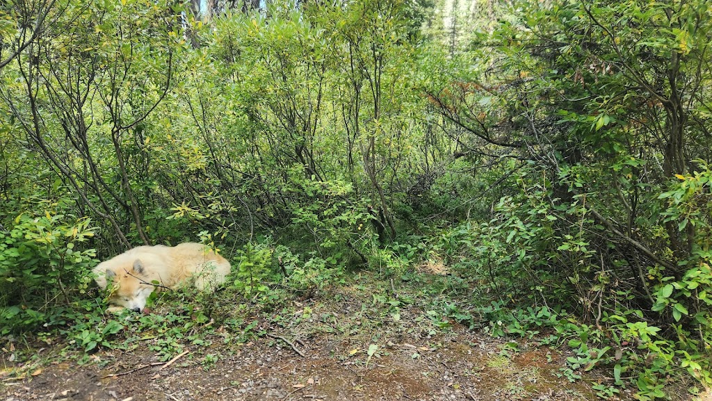 Marble Canyon Campground | Banff-Windermere Hwy, East Kootenay, BC V0A 1M0, Canada | Phone: (877) 737-3783