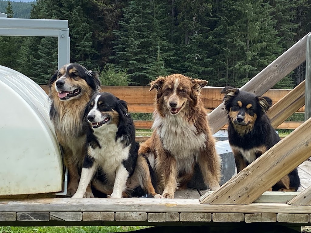 Ram River Tours - Ram Rides | AB-734, Nordegg, AB T0M 2H0, Canada | Phone: (403) 844-0408