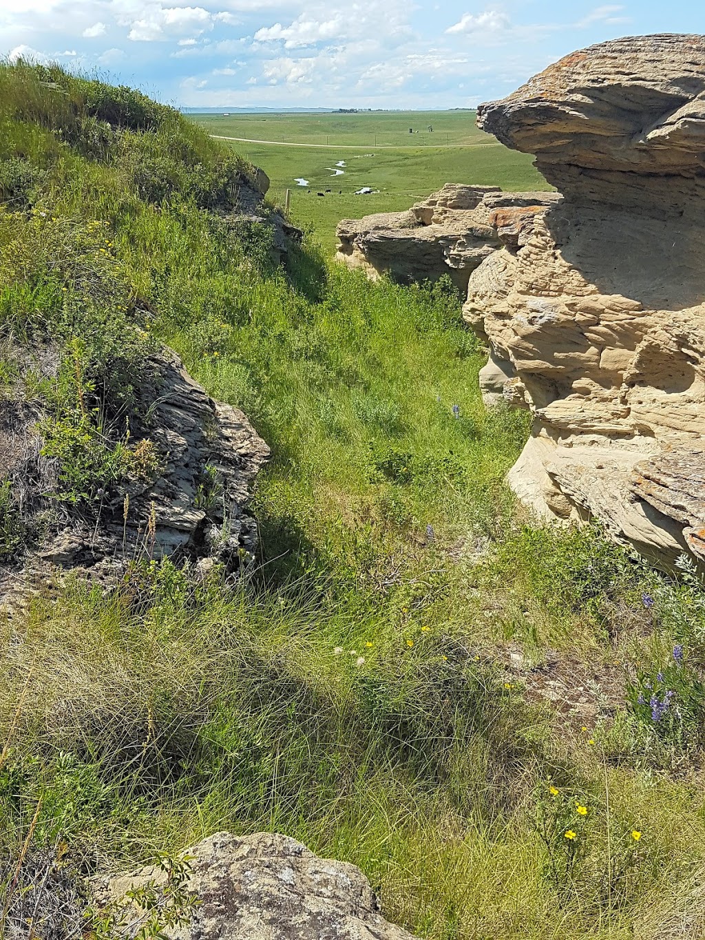 Womens Buffalo Jump | Foothills No. 31, AB T0L 0P0, Canada