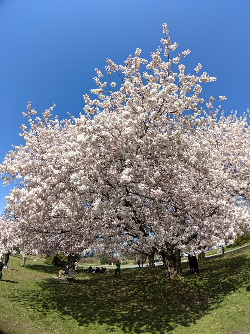 Queen Elizabeth Park Plaza | 4600 Cambie St, Vancouver, BC V5Y 2M4, Canada | Phone: (604) 873-7000