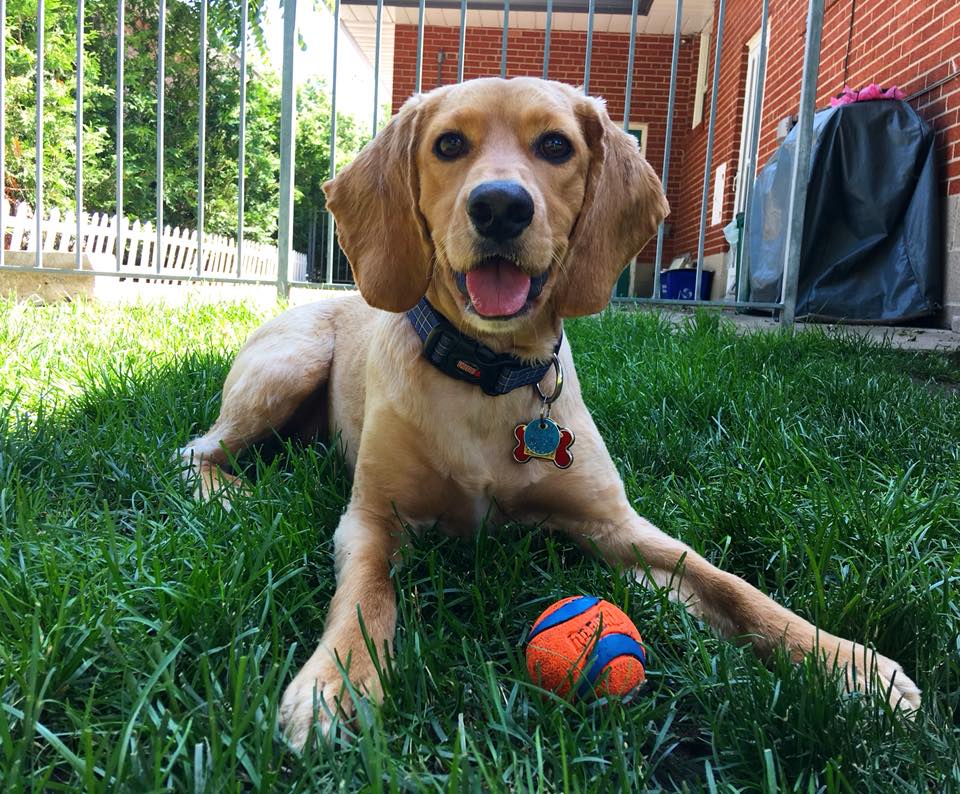 Martin Veterinary Hospital | 5460 Dundas St W, Etobicoke, ON M9B 1B4, Canada | Phone: (416) 239-7709
