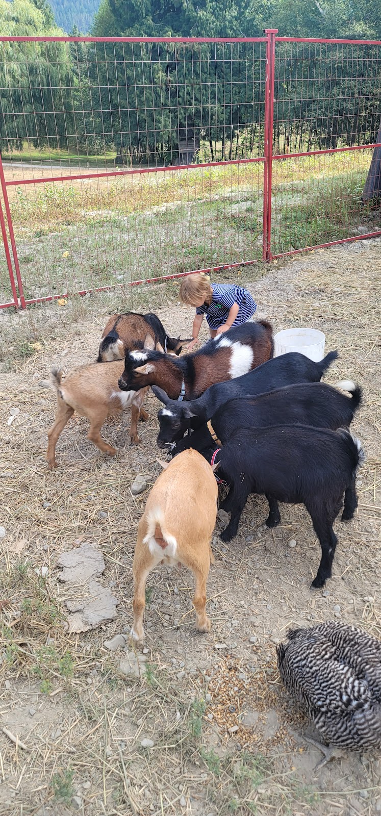 Goat Yoga | 12825 Squamish Valley Rd, Brackendale, BC V0N 1H0, Canada | Phone: (604) 902-5951