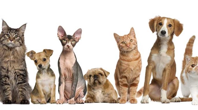 Notre Dame Veterinary Clinic | 185 Provincial Rd 244S, Notre Dame de Lourdes, MB R0G 1M0, Canada | Phone: (204) 248-2310