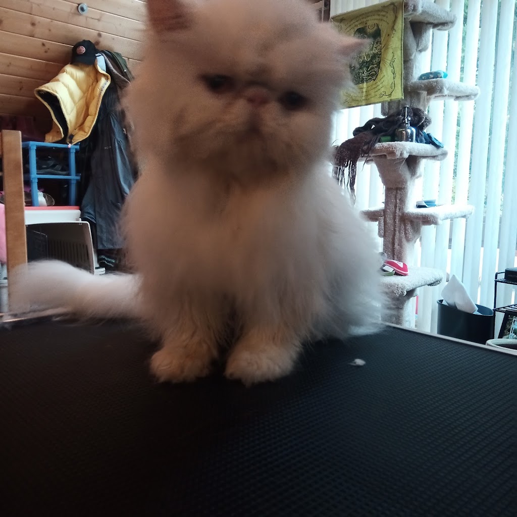Kittyhawk cat grooming | 3520 Watson Ave, Cobble Hill, BC V0R 1L0, Canada | Phone: (250) 896-5718