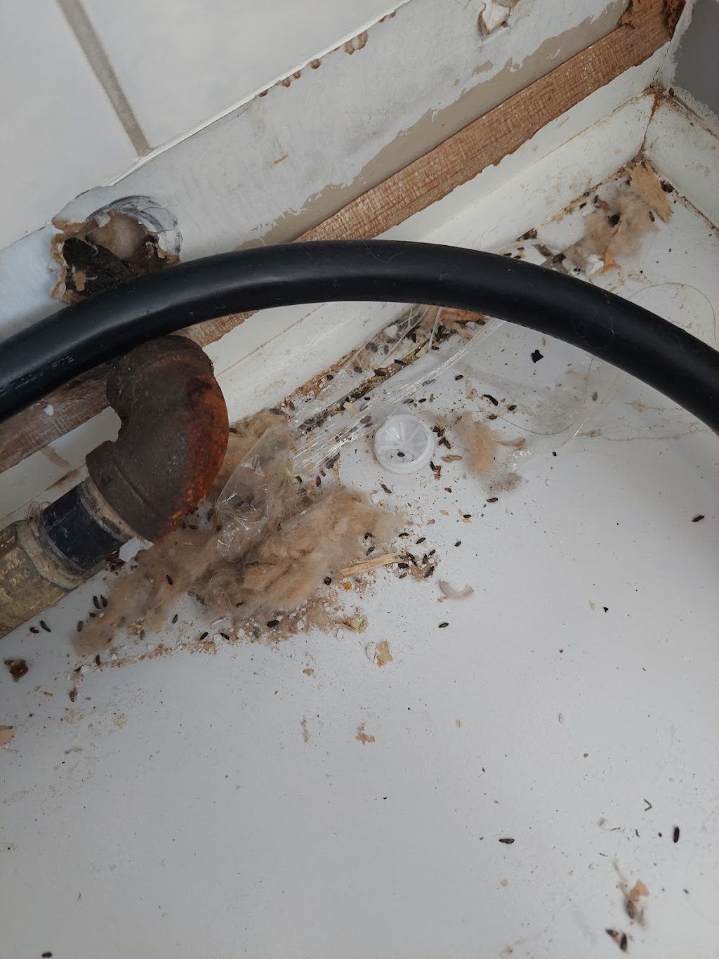 Ultimate Pest Solutions - Brampton | 17 Queen St W #2, Brampton, ON L6Y 1L9, Canada | Phone: (437) 882-4242