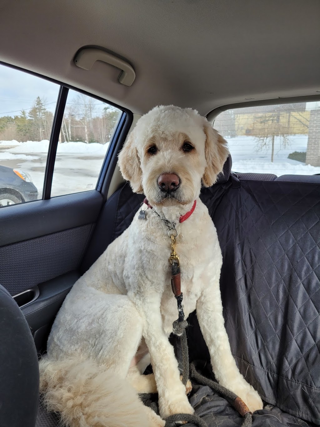 Give Me a Paw Doggy Day Spa | 946 Park St, Kentville, NS B4N 3V7, Canada | Phone: (902) 365-6090