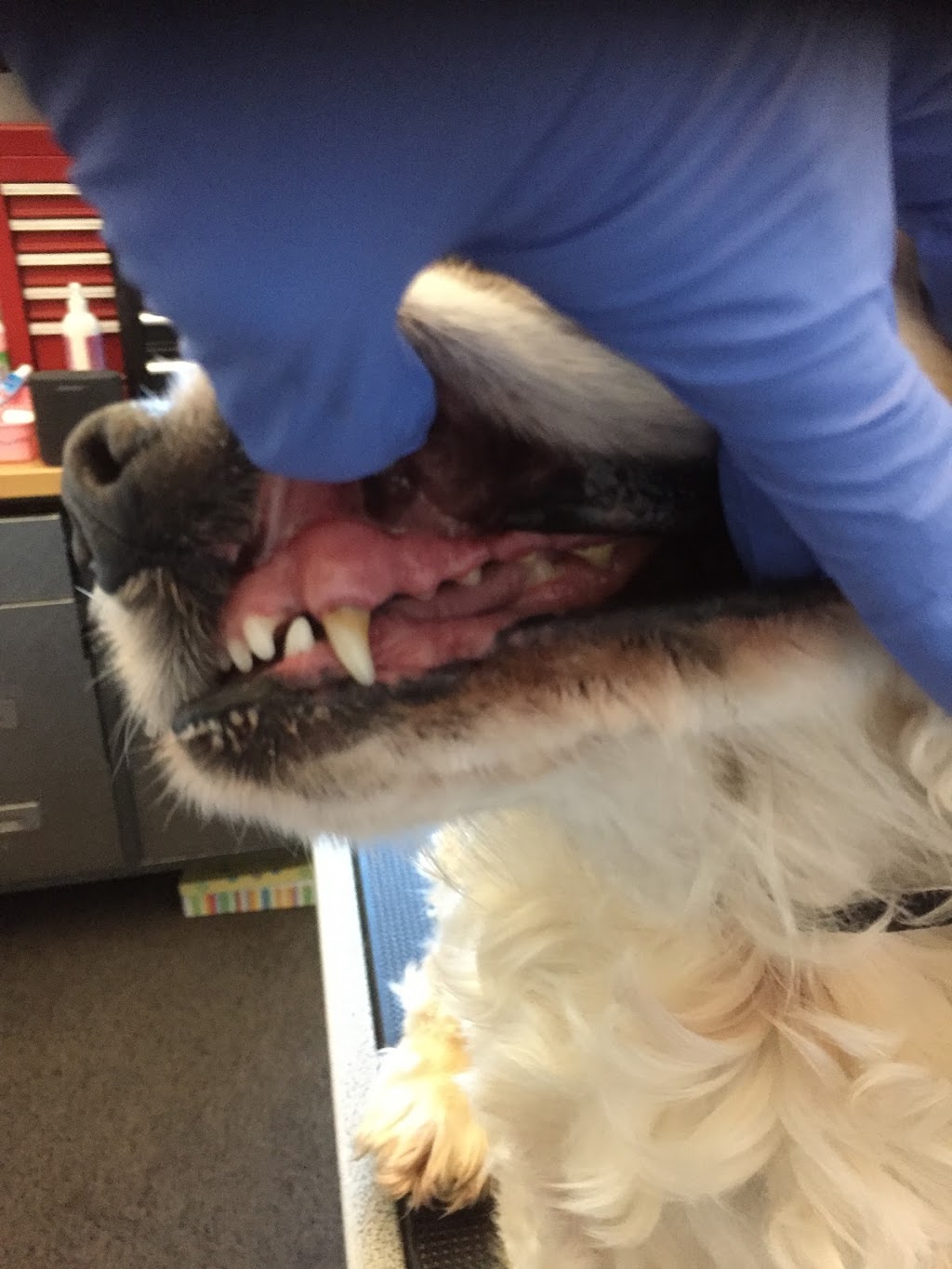 Cosmetic teeth cleaning for dogs | 1014 Merivale Rd, Ottawa, ON K1Z 6A5, Canada | Phone: (613) 930-2229