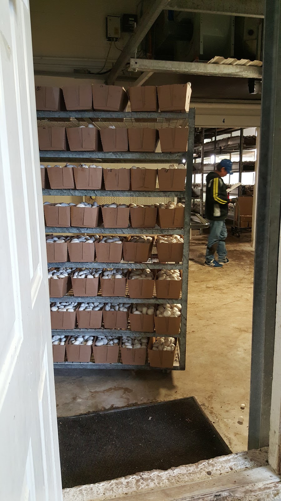 Sharon Mushroom Farm | 20744 Kennedy Rd, Sharon, ON L0G 1V0, Canada | Phone: (905) 473-3953
