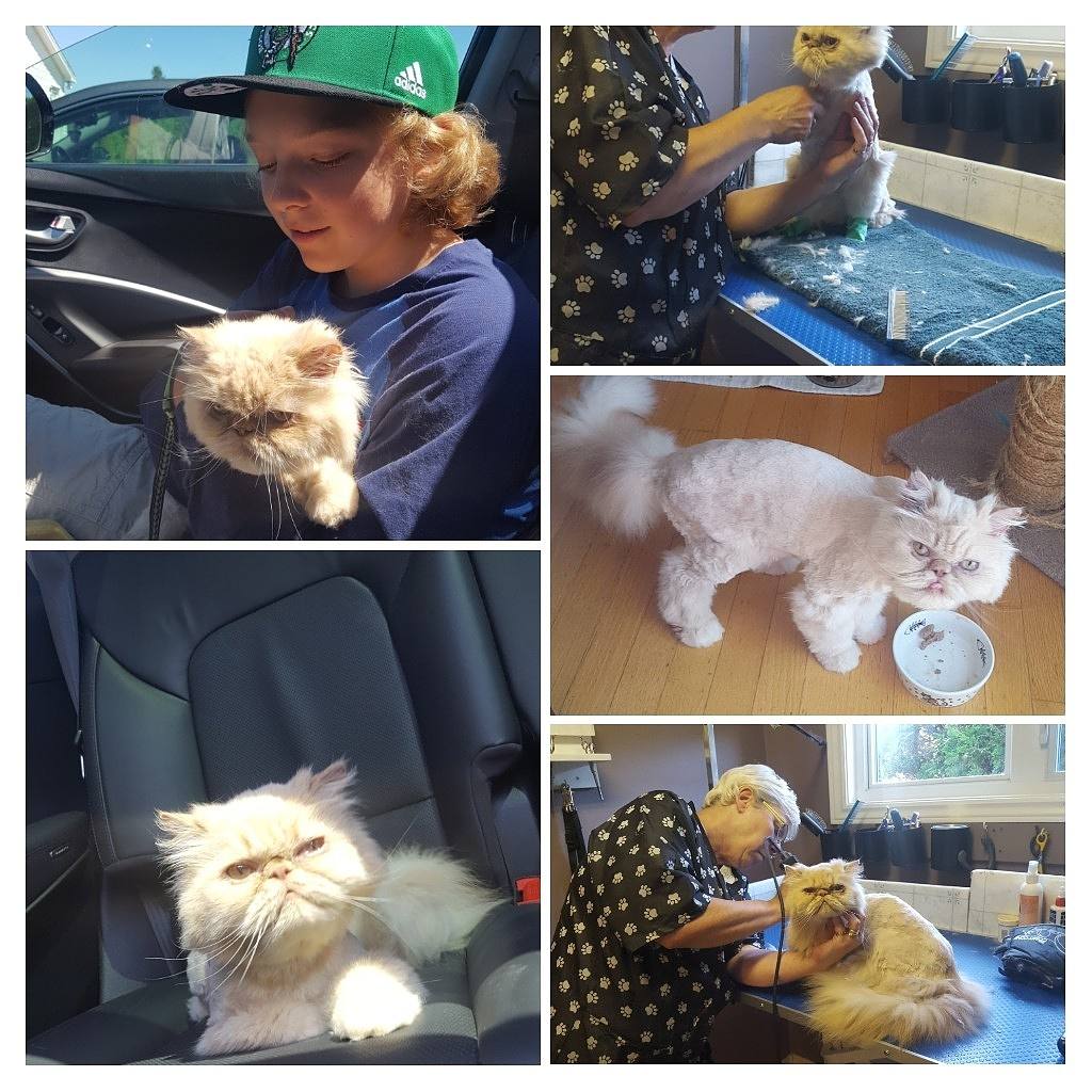 Purr-Fect Poochies | 11 Andrew Crescent, Rothesay, NB E2S 1A8, Canada | Phone: (506) 849-3690