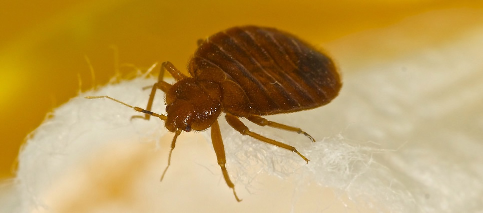 Mr. EXTERMINATOR Pest Control | 28 Barrington Trail, Collingwood, ON L9Y 0G1, Canada | Phone: (705) 888-0029