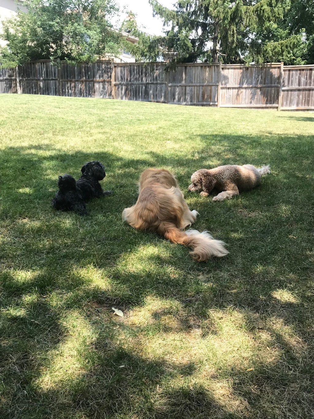 Woof-Tastic Doggie Care | 883 Percy Crescent, Kingston, ON K7M 4P3, Canada | Phone: (416) 820-3195