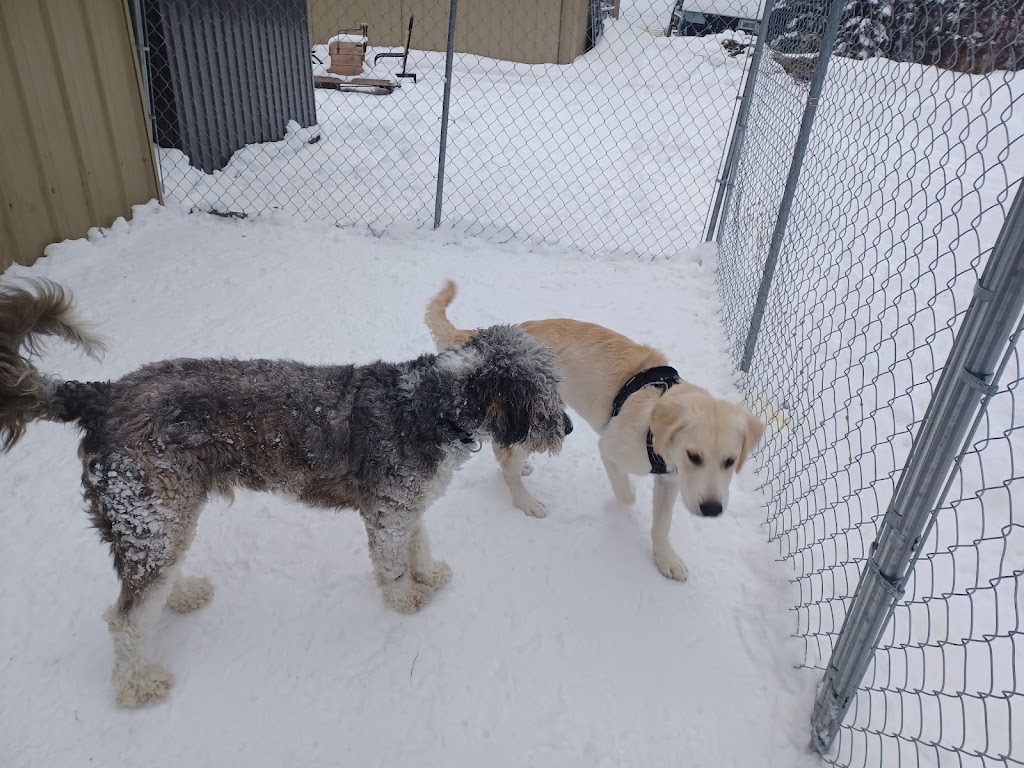 Garderie canine le havre de Caro | 252 rang 5, Saint-Ferdinand, QC G0N 1N0, Canada | Phone: (819) 362-5567