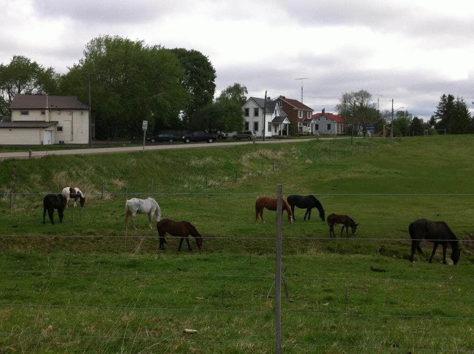 Kasachie Stables | 4726 Wellington Rd 32, Puslinch, ON N0B, Canada | Phone: (416) 928-2152