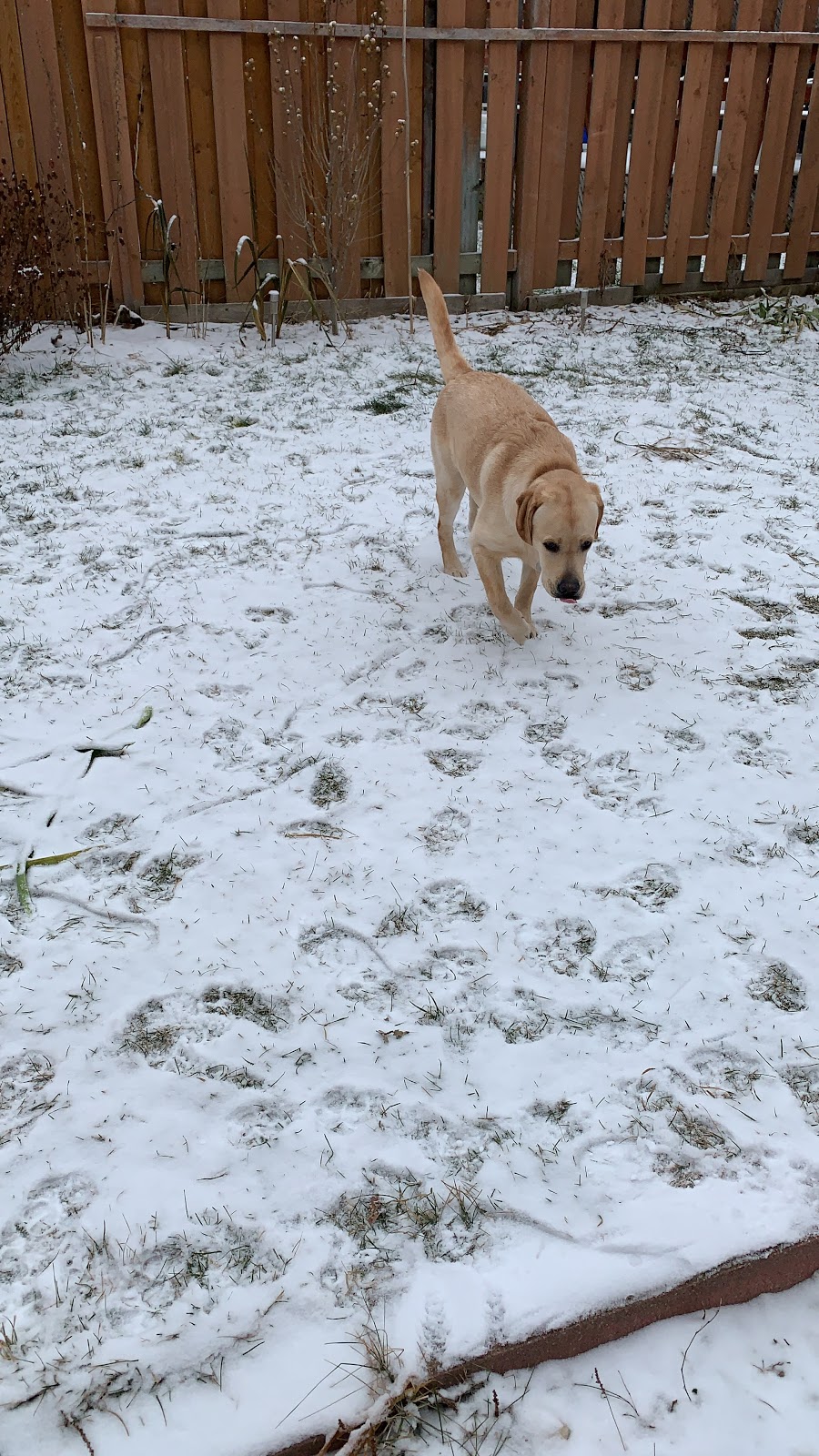 Healingangels pet Boarding and Doggy day care | Oatfield Rd, Brampton, ON L6R 1Y4, Canada | Phone: (647) 641-9593