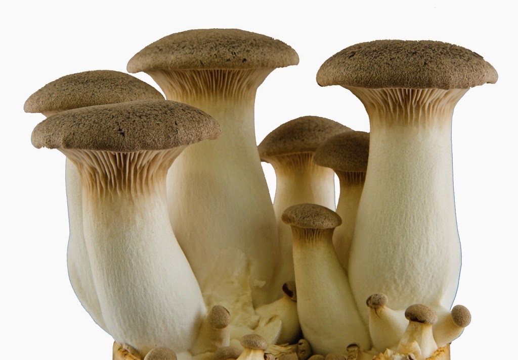 Canadian Mushroom Growers Association / Mushrooms Canada | 60 Elora St S, Harriston, ON N0G 1Z0, Canada | Phone: (519) 510-8888