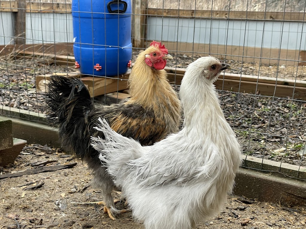 Jumbo Coturnix Quail - Nicks Chicks (By appointment) | 2687 ON-12, Brechin, ON L0K 1B0, Canada | Phone: (416) 937-7171