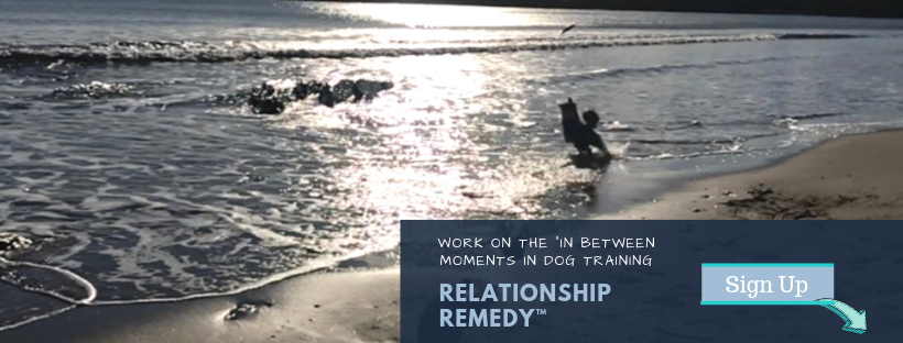 Beyond Obedience | 1452 Barss Corner Rd, Barss Corner, NS B0R 1A0, Canada | Phone: (902) 298-3600