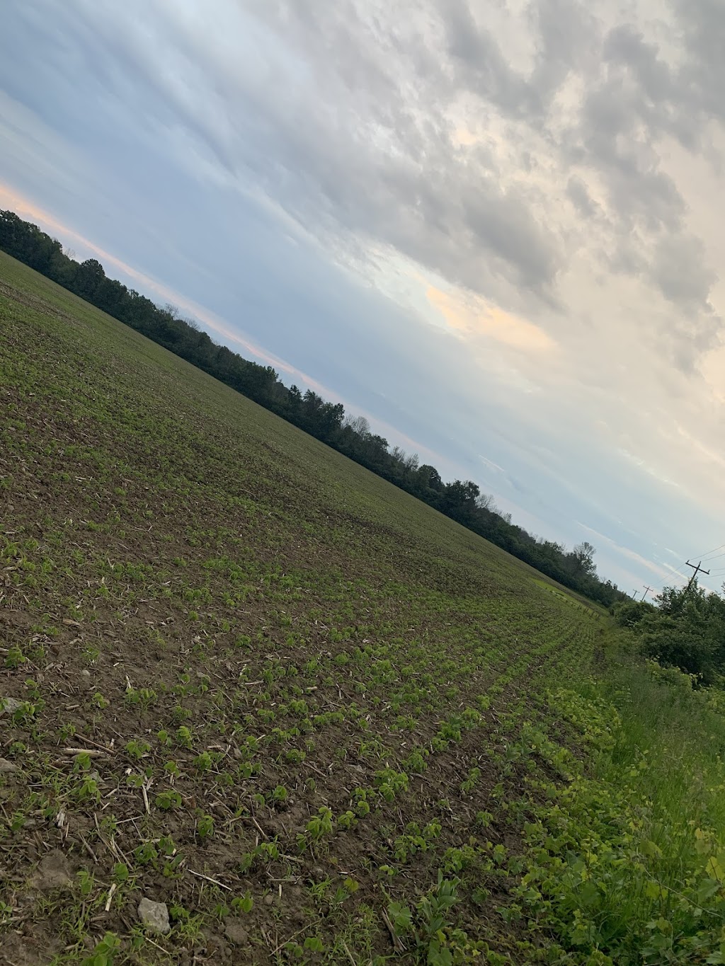 Gur Nanak Farms | 151 Gagne Rd, Prince Edward, ON K0K 2T0, Canada | Phone: (416) 402-9595