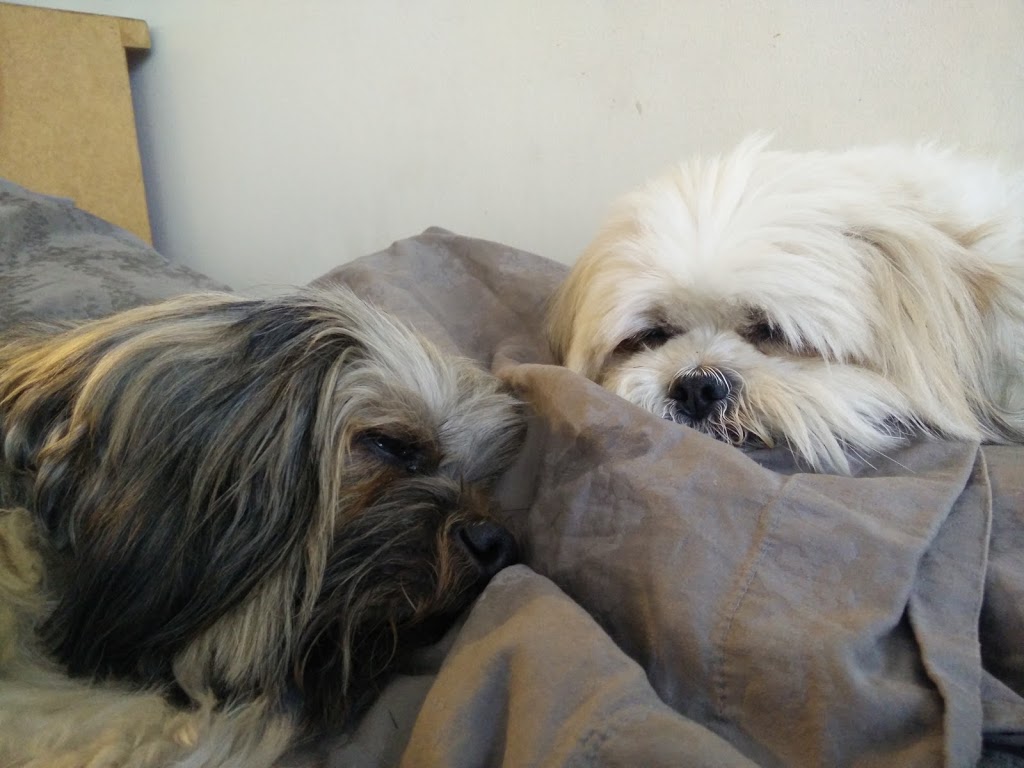 Midtown Mobile Veterinary Hospice Services | 550 Eglinton Ave W, Toronto, ON M5N 3A8, Canada | Phone: (416) 817-3572