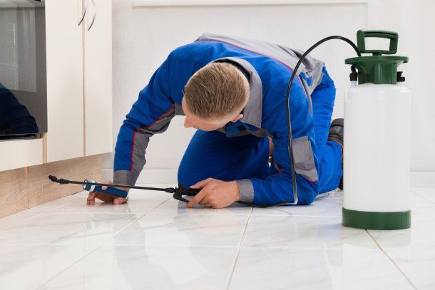 Pest Detective - Vancouver | 2856 Eton St, Vancouver, BC V5K 1K5, Canada | Phone: (604) 685-3377