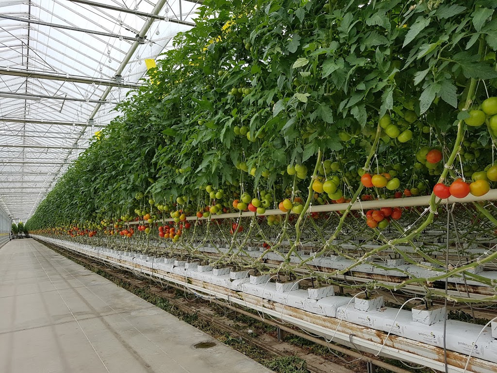 The Leamington Grower Greenhouse Vegetable News | 1634 Seacliff Dr, Kingsville, ON N9Y 2M6, Canada | Phone: (519) 322-1072
