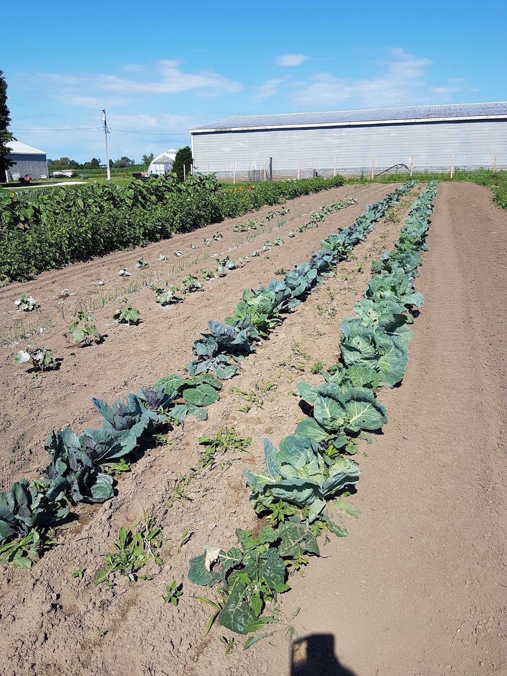 Moondance Organic Gardens | 8463 Line 5, Angus, ON L0M, Canada | Phone: (705) 719-8705