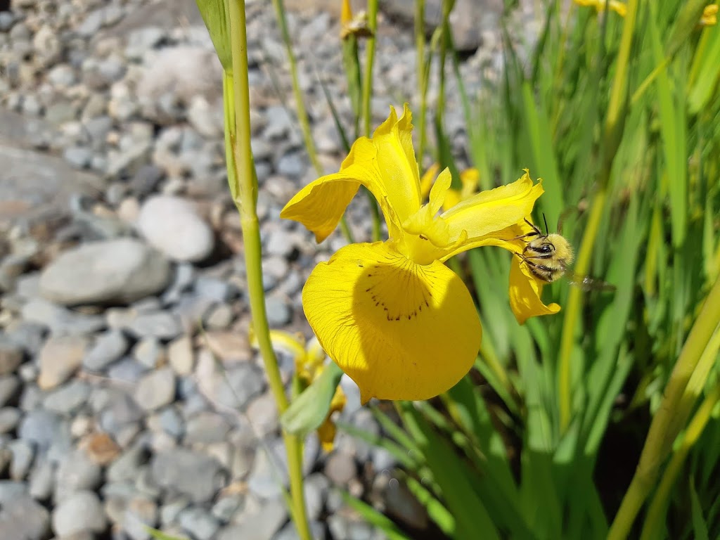 Sooke Soil & Landscape Ltd. | 2830 Ramsden Rd, Sooke, BC V9Z 0K1, Canada | Phone: (250) 642-0600