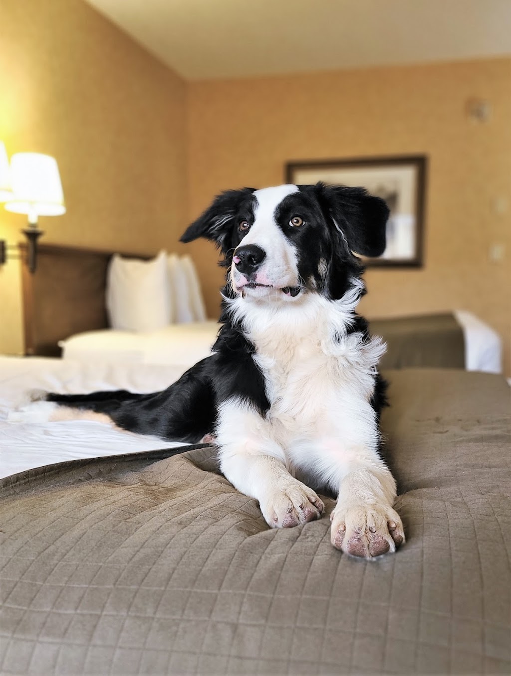 Canmore Inn & Suites | 1402 Bow Valley Trail, Canmore, AB T1W 1N5, Canada | Phone: (403) 609-4656