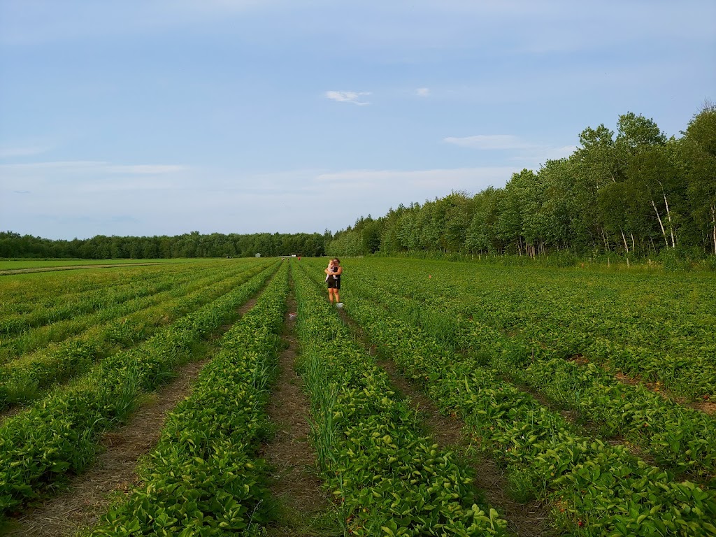 Fruitière Laliberté inc. | 1659 Rue des Érables, Saint-Lambert-de-Lauzon, QC G0S 2W0, Canada | Phone: (418) 889-9919
