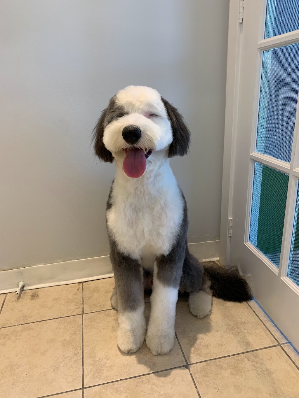 Wooflet Dog Grooming | 9218 Yonge St Unit 6, Richmond Hill, ON L4C 7A2, Canada | Phone: (416) 666-8714