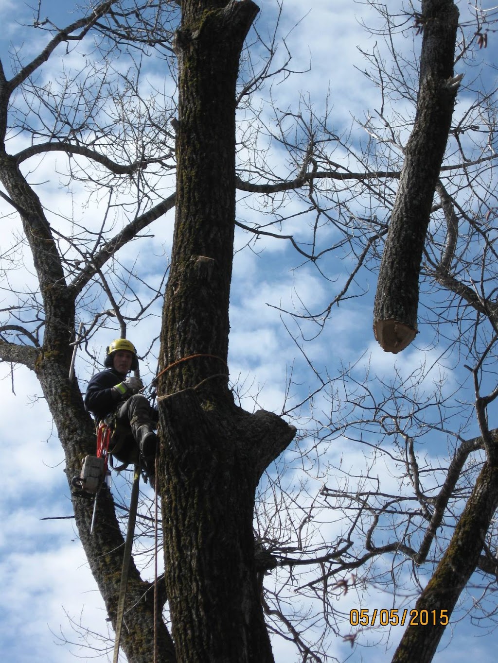 Arboriculture Nicolas Gosselin | 204 Chemin des Ormeaux, Sainte-Catherine-de-la-Jacques-Cartier, QC G3N 0T8, Canada | Phone: (418) 559-5690