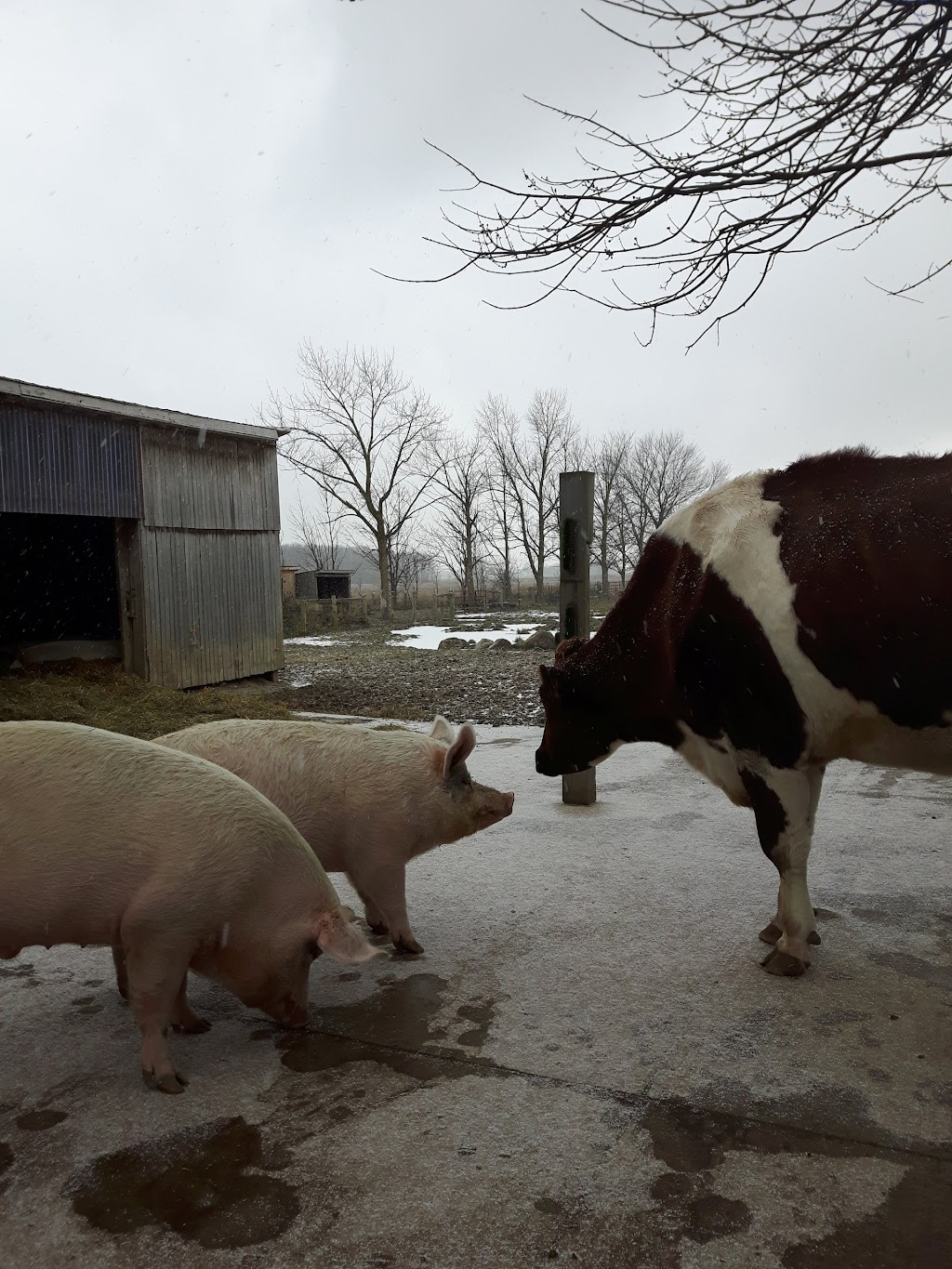 Cedar Row Farm Sanctuary | 157017 Zorra Line 15, Lakeside, ON N0M 2G0, Canada | Phone: (519) 274-9917