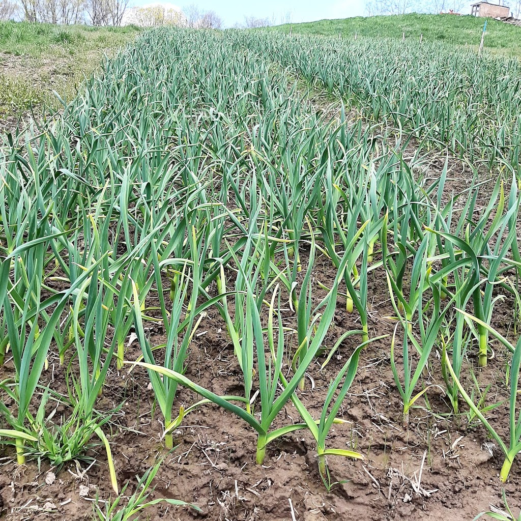 Boyter Family Farm | 2905 Holland Rd, Fonthill, ON L0S 1E6, Canada | Phone: (289) 686-3573