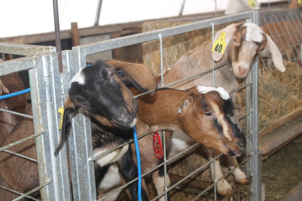 Vita Goat Dairy | 12037 39A East, Vita, MB R0A 2K0, Canada | Phone: (204) 381-4275
