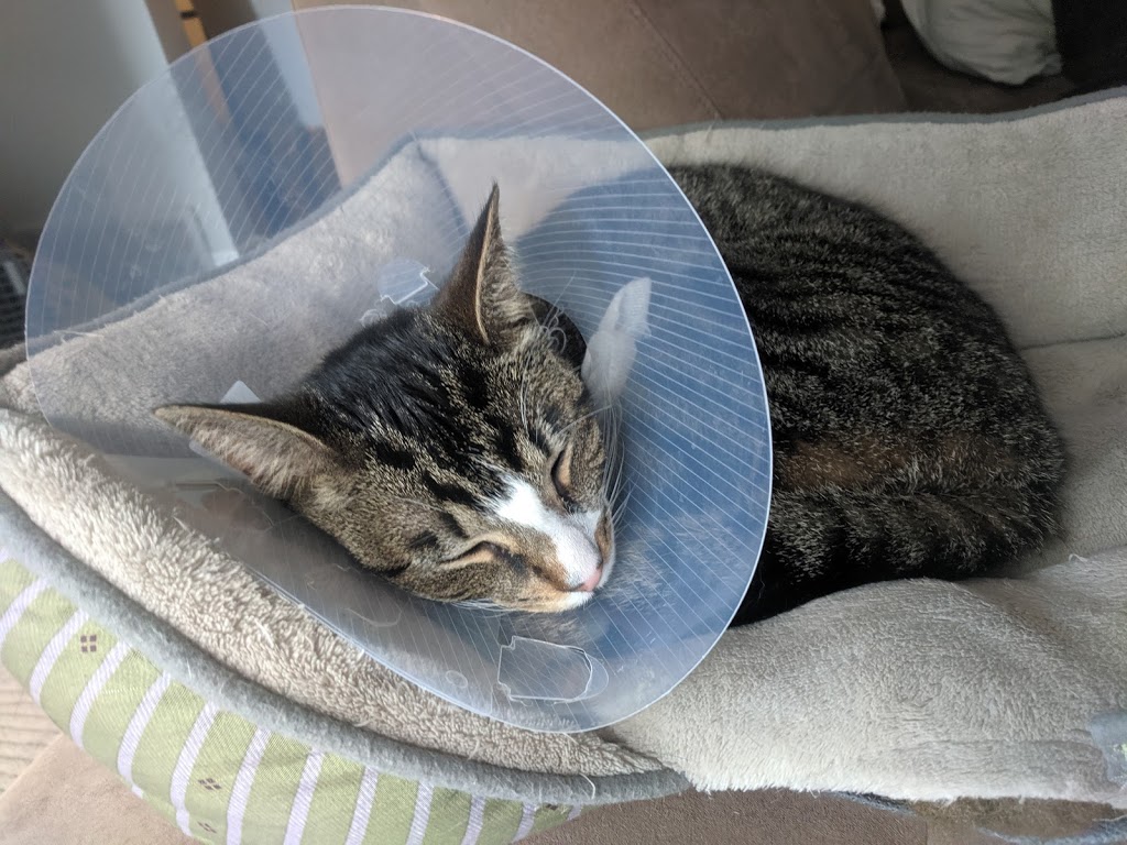 Burlington Veterinary Emergency & Referral Hospital | 775 Woodview Rd, Burlington, ON L7N 3S1, Canada | Phone: (905) 637-8111