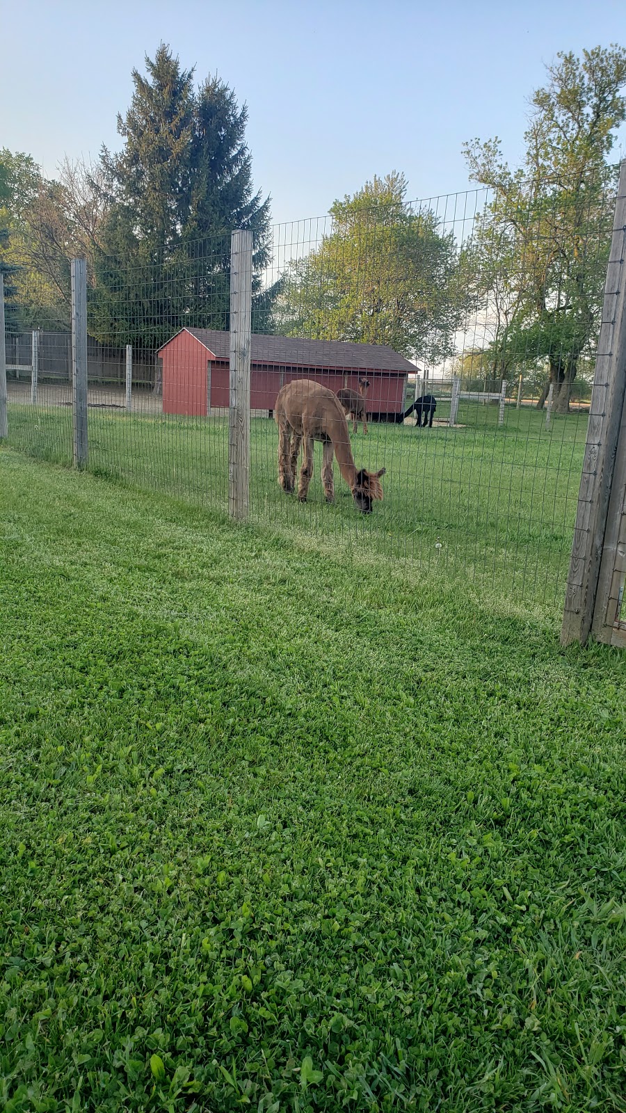 South West Alpacas | 24 King St N, Scotland, ON N0E 1R0, Canada | Phone: (888) 830-8688