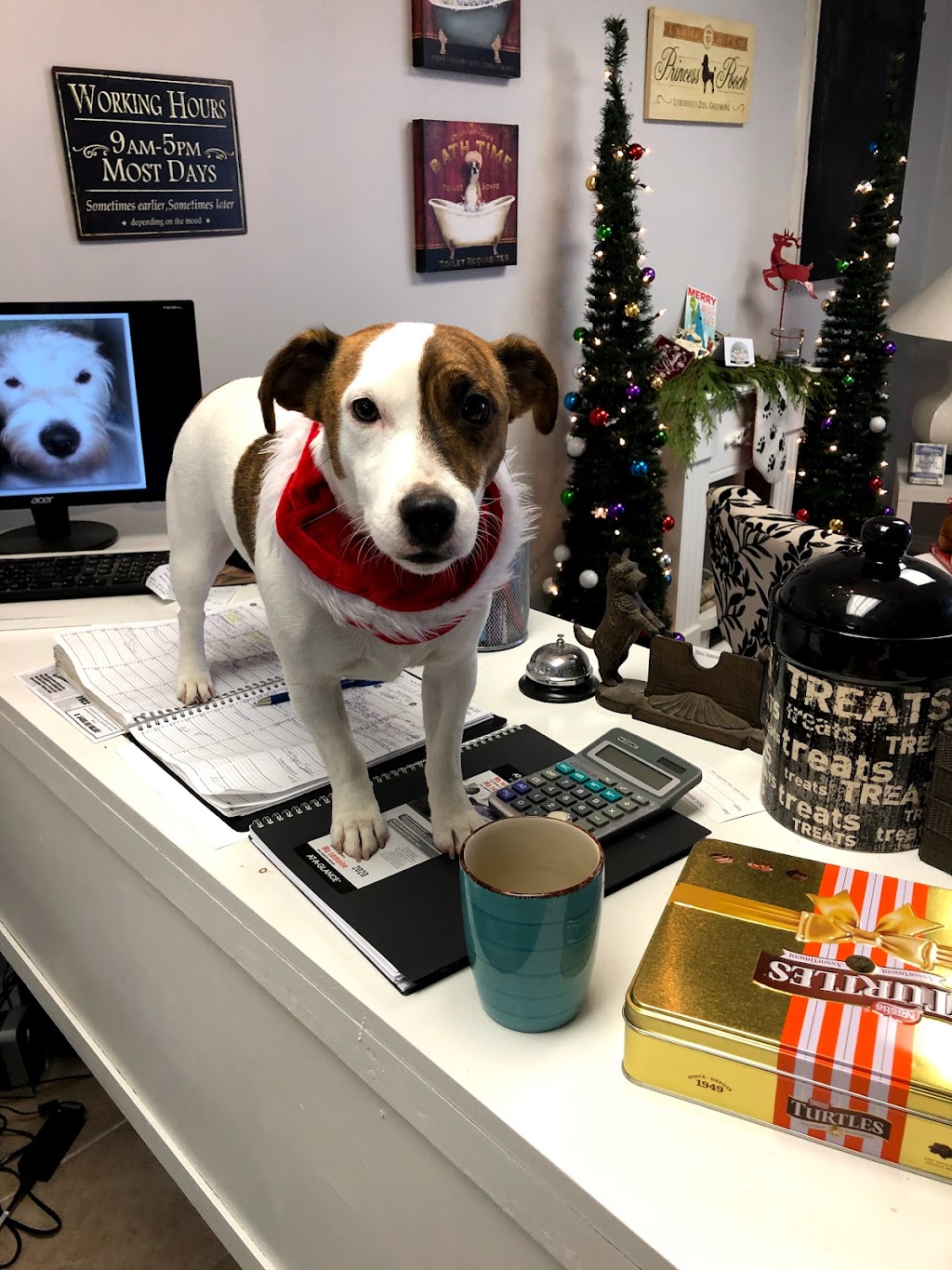 Posh Puppy Salon | 55 Townline, Orangeville, ON L9W 1V3, Canada | Phone: (519) 941-2646