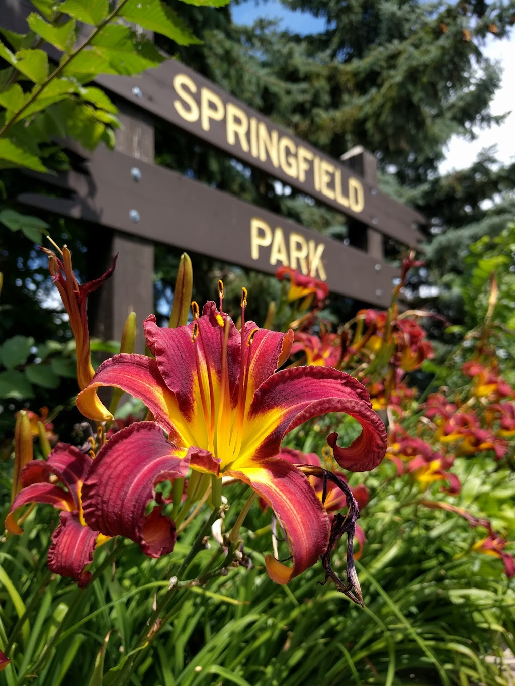 Ron Lenyk Springfield Park | 3325 The Credit Woodlands, Mississauga, ON L5C 1L1, Canada | Phone: (905) 615-4311