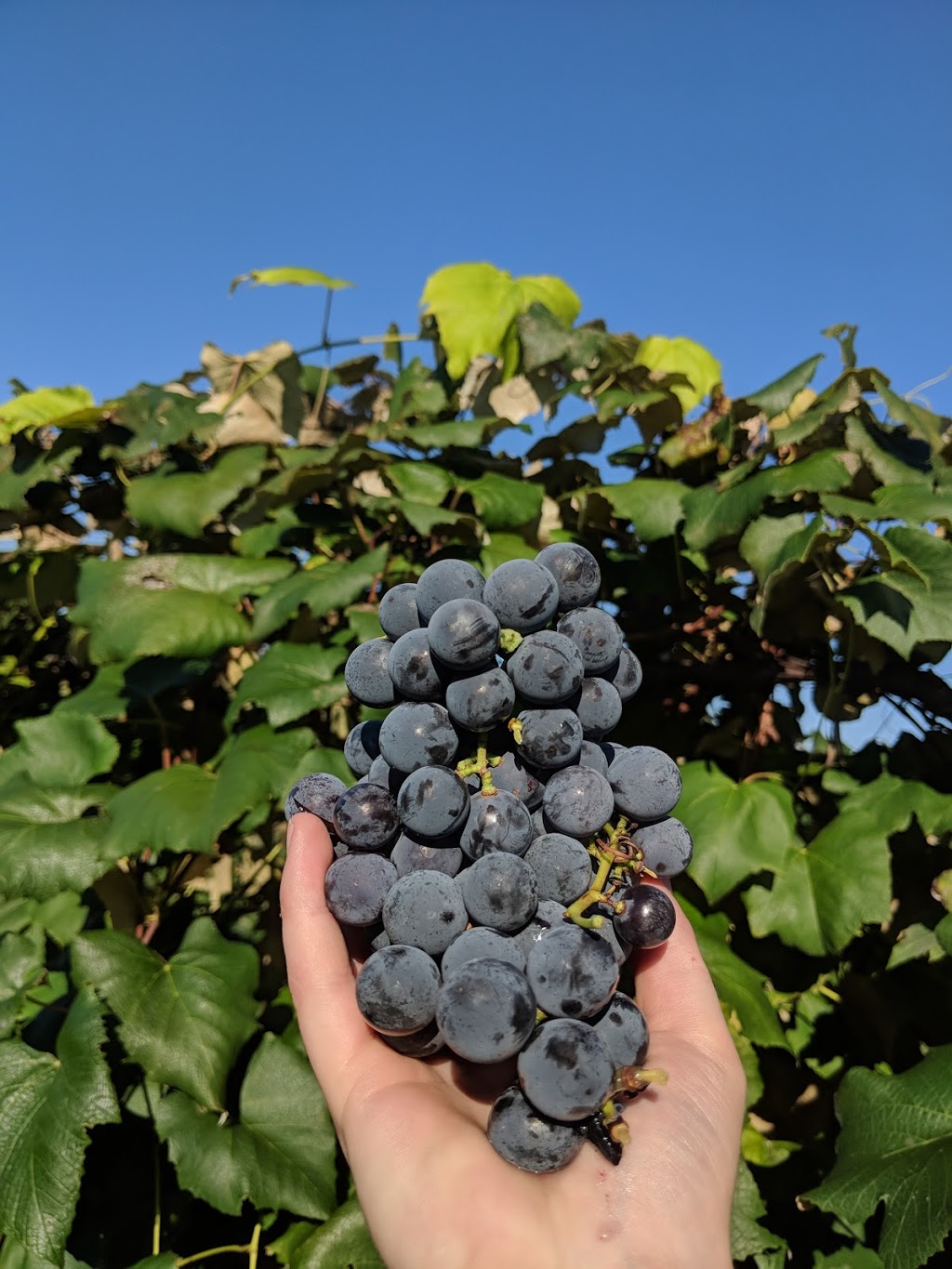 Stonehill Orchard | 2356 Shirley Rd, North Collins, NY 14111, USA | Phone: (716) 337-2380