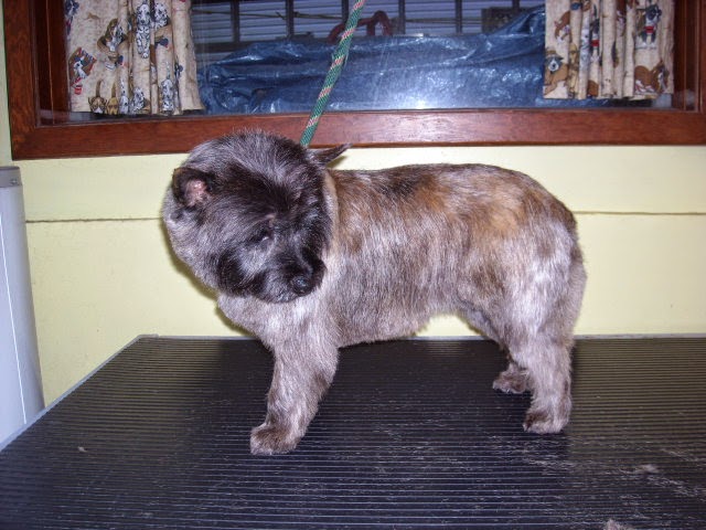 Sea Dog Salon The | 1972 Ranch Rd, Roberts Creek, BC V0N 2W5, Canada | Phone: (604) 886-6685