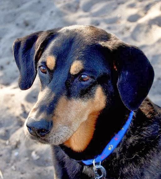 Woodbine Animal Clinic | 1905 Danforth Ave, Toronto, ON M4C 1J5, Canada | Phone: (416) 699-1175