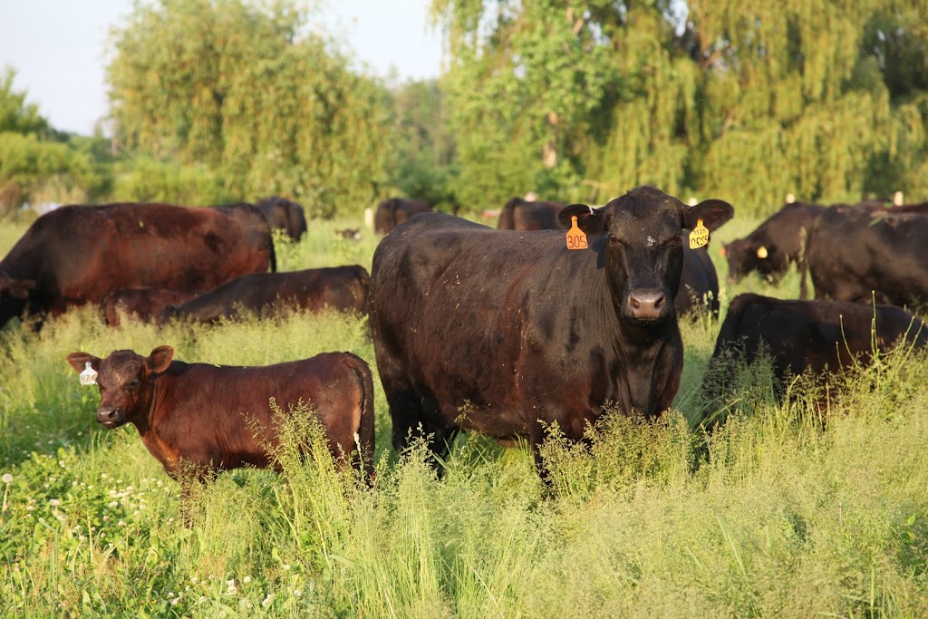 Clear Creek Farms | 14757 Cleeves Line, Highgate, ON N0P 1T0, Canada | Phone: (519) 784-6651