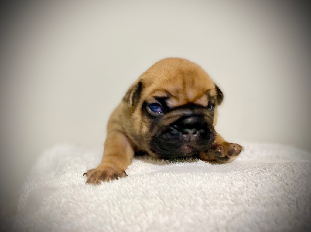 CCBULLDOGS | 10420 287 St, Maple Ridge, BC V2W 1L5, Canada | Phone: (778) 861-8144