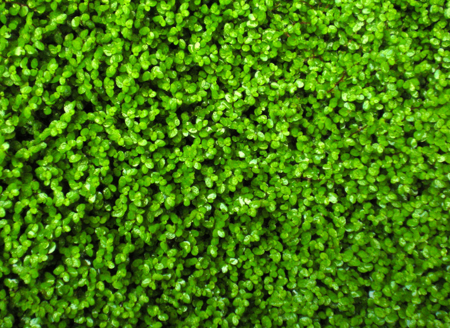 Green Warm Home Services | 7642 Stave Lake St, Mission, BC V2V 4G4, Canada | Phone: (778) 384-4724