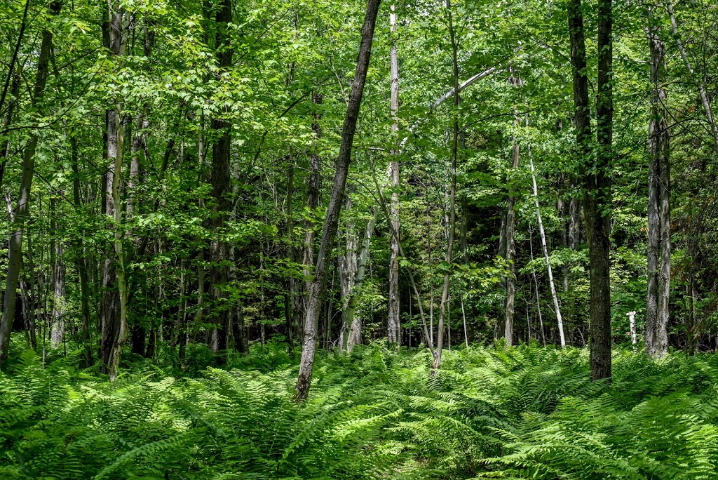 Lavigne Natural Park - South | Cardinal Trail, Clarence-Rockland, ON K0A, Canada