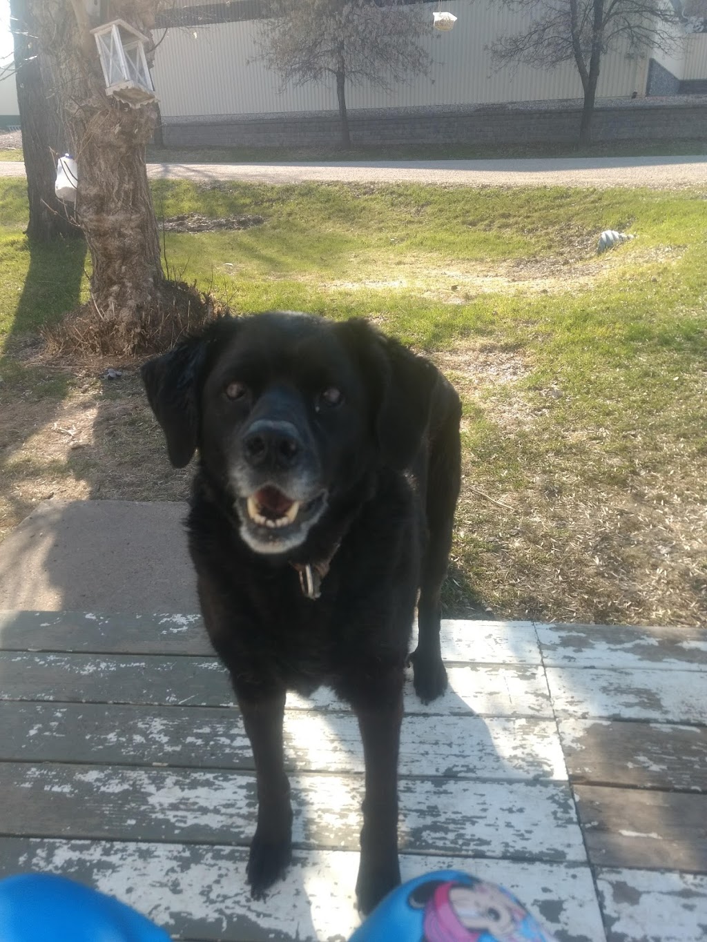 Pembina Valley Veterinary Clinic | Mound Ave, Pilot Mound, MB R0G 1P0, Canada | Phone: (204) 825-2759