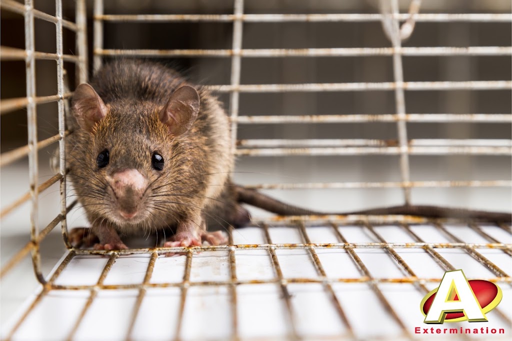 A Extermination Sainte-Julie | 2111 Rue Léonard-de-Vinci Suite C, Sainte-Julie, QC J3E 1Z2, Canada | Phone: (450) 922-1234