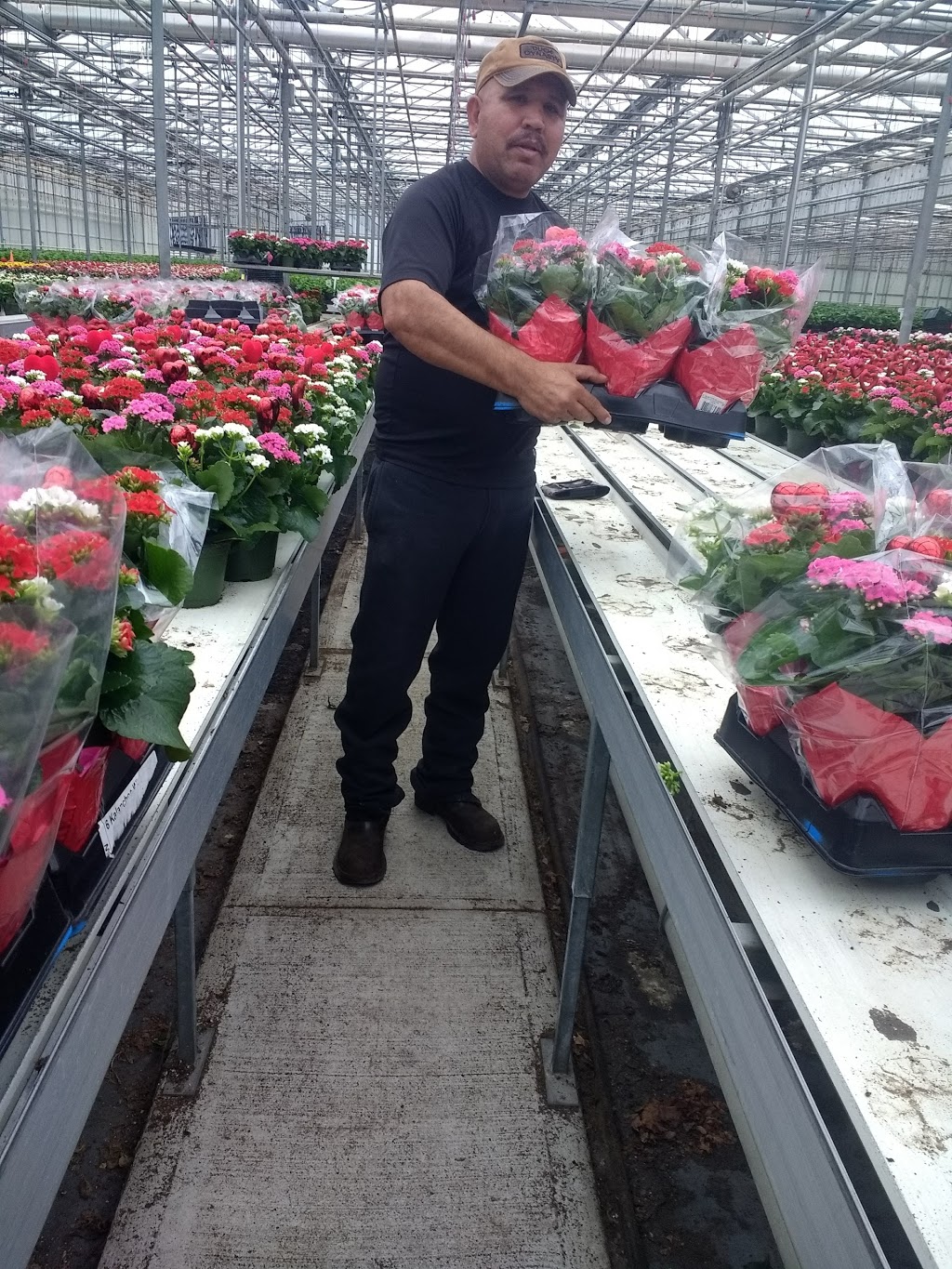 Green Acres Greenhouses | ON-3, Wainfleet, ON L0S 1V0, Canada | Phone: (905) 899-1201