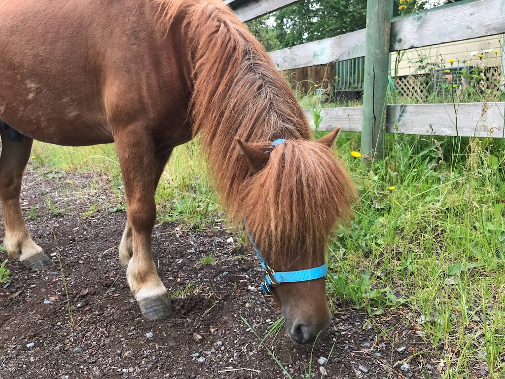 Casey and Finnigans | 5061 Grouhel Rd, Ladysmith, BC V9G 1J5, Canada | Phone: (250) 857-3584